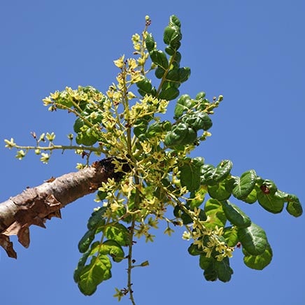 Actif naturel Boswellia